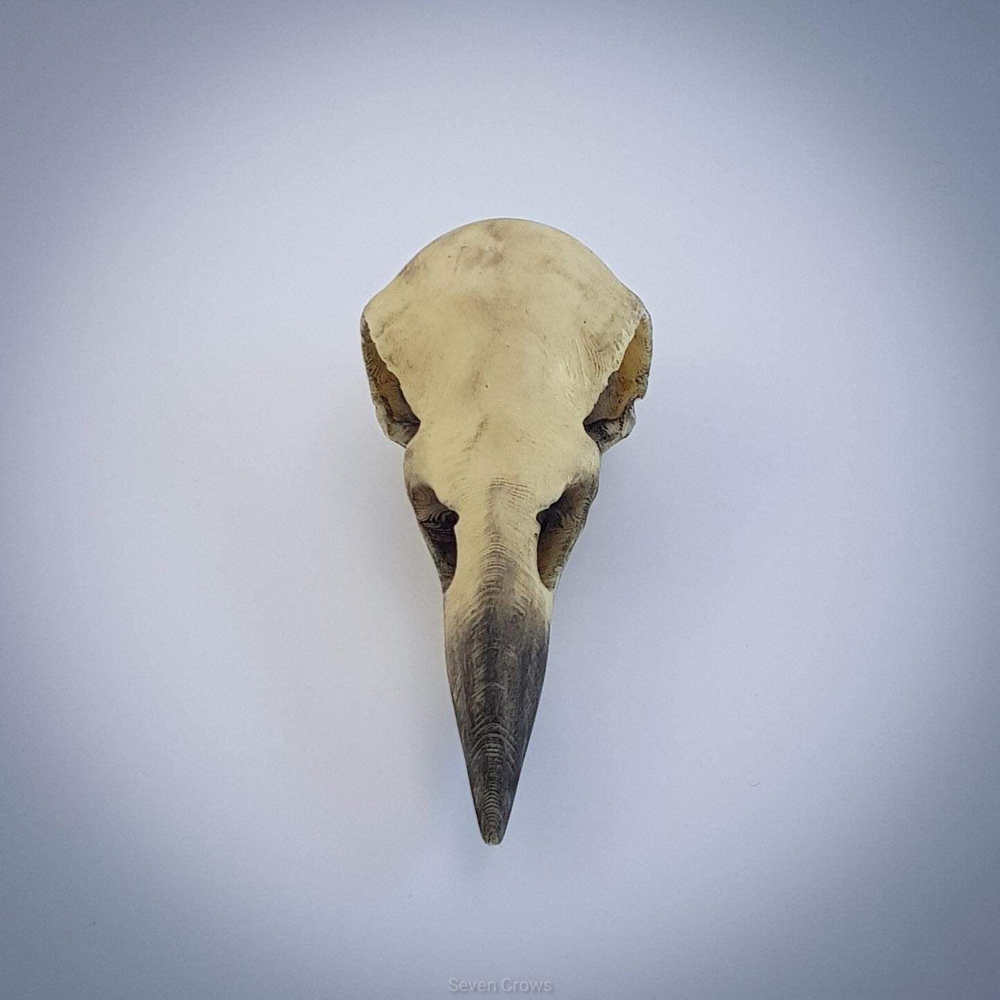 Crow Skull