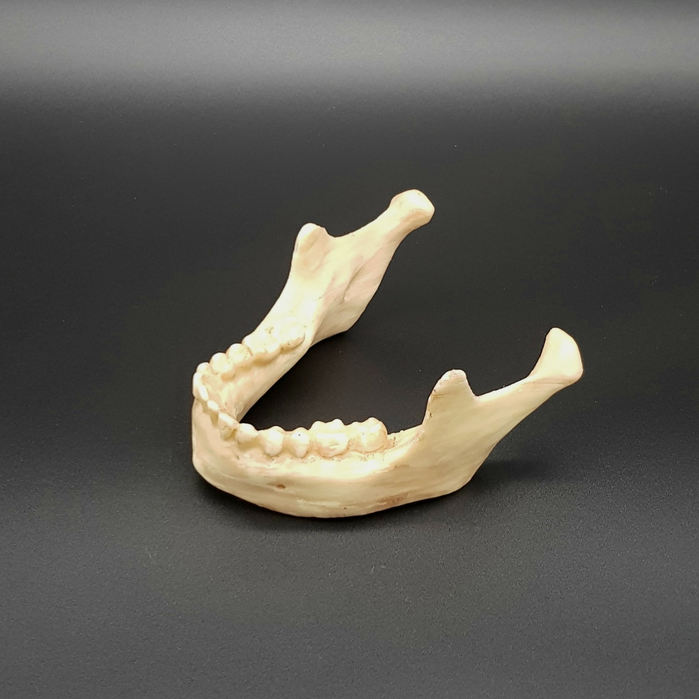 Life size realistic human jaw bone replica made from white chocolate